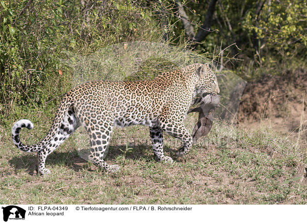 African leopard / FLPA-04349