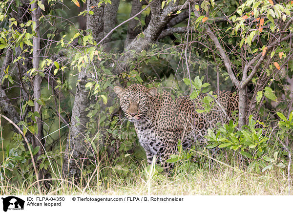 African leopard / FLPA-04350