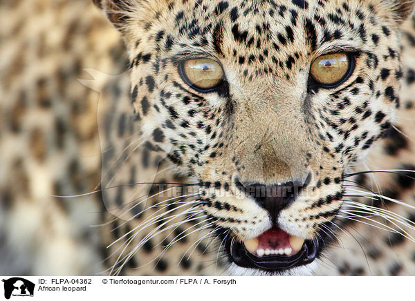African leopard / FLPA-04362