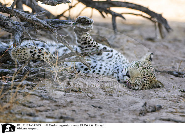 African leopard / FLPA-04363