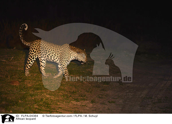 African leopard / FLPA-04364
