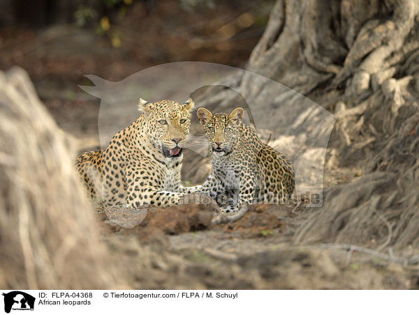 African leopards / FLPA-04368
