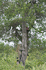 African leopards