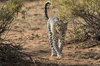 African leopard