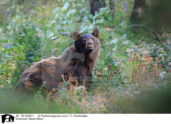 American Black Bear / FF-04871