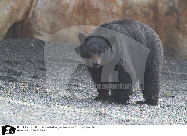 American black bear / FF-06650