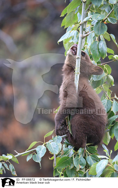 American black bear cub / FF-06672