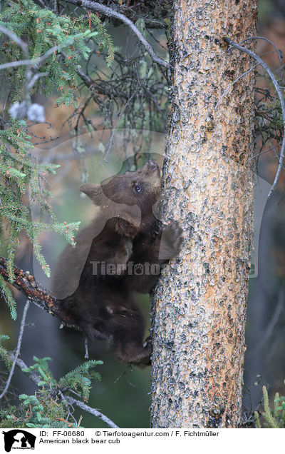 American black bear cub / FF-06680
