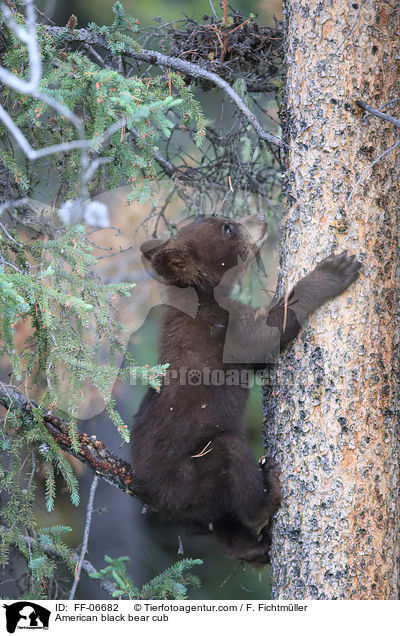 American black bear cub / FF-06682