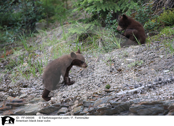 American black bear cubs / FF-06696