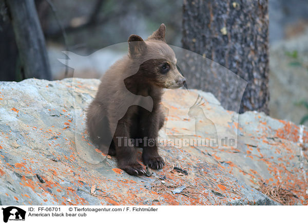 American black bear cub / FF-06701