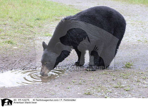 Amerikanischer Schwarzbr / American black bear / FF-12275