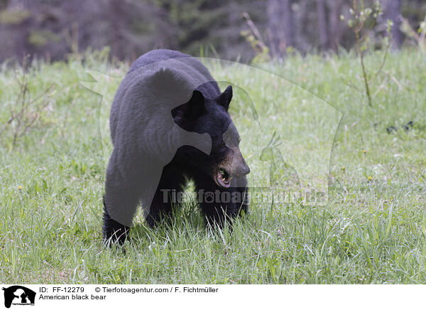 American black bear / FF-12279