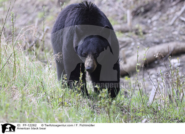 Amerikanischer Schwarzbr / American black bear / FF-12282