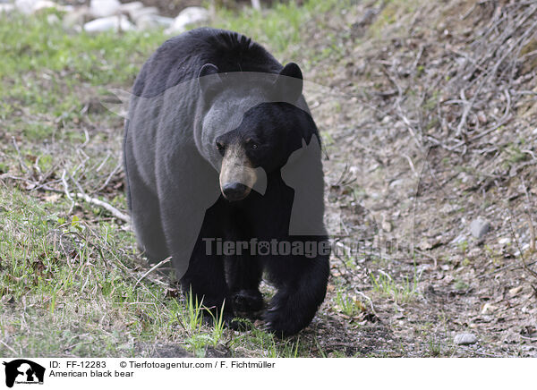 American black bear / FF-12283