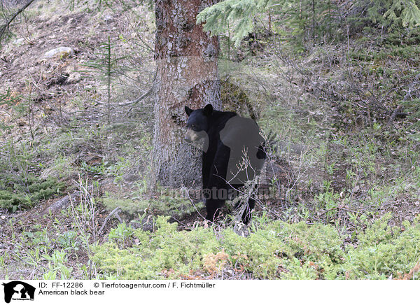 Amerikanischer Schwarzbr / American black bear / FF-12286