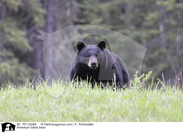Amerikanischer Schwarzbr / American black bear / FF-12289