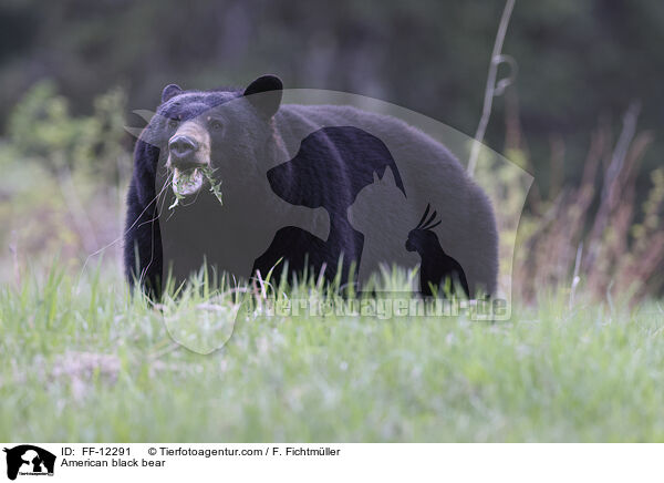 American black bear / FF-12291