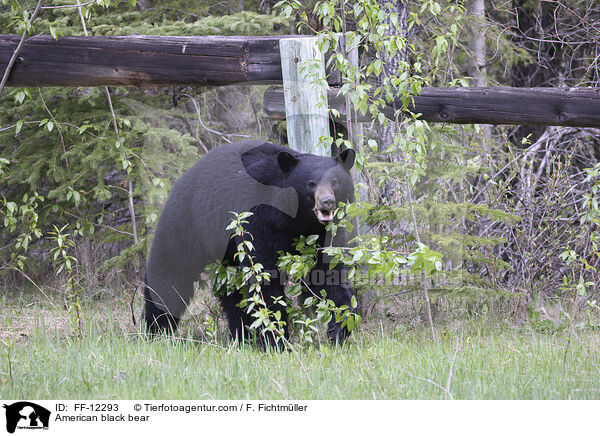 American black bear / FF-12293