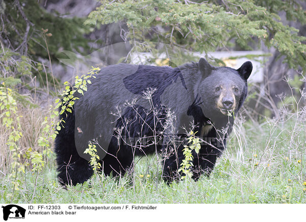 American black bear / FF-12303