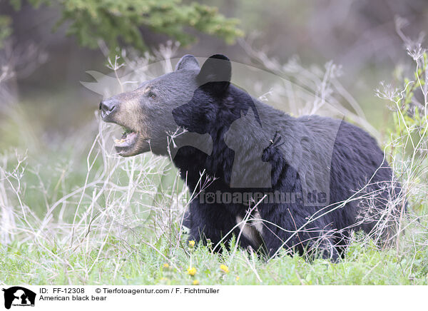 Amerikanischer Schwarzbr / American black bear / FF-12308