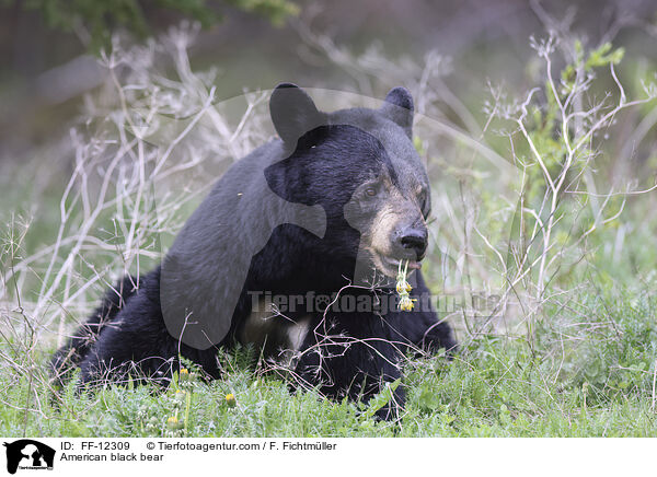 Amerikanischer Schwarzbr / American black bear / FF-12309