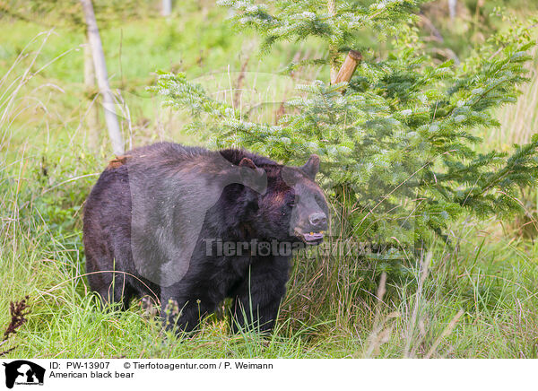 American black bear / PW-13907