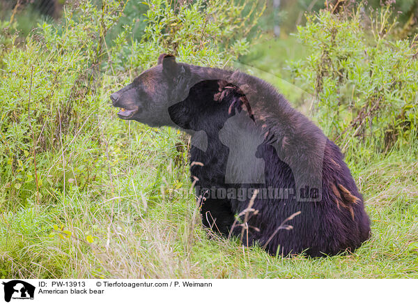 American black bear / PW-13913