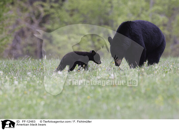 American black bears / FF-12463