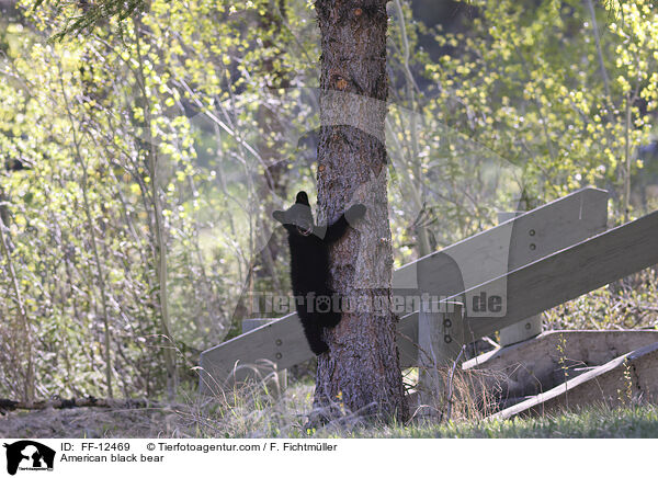 American black bear / FF-12469
