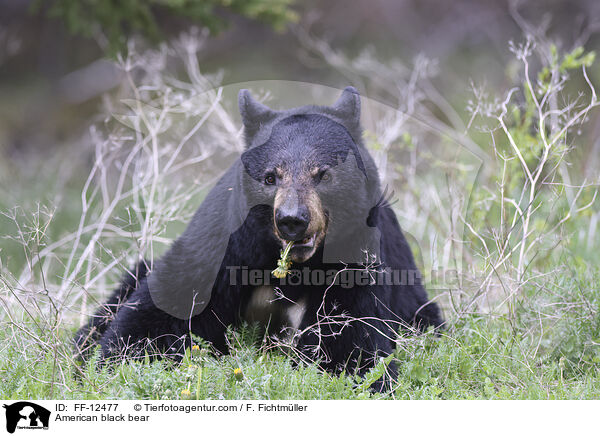 Amerikanischer Schwarzbr / American black bear / FF-12477