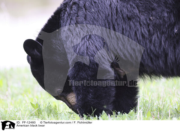 American black bear / FF-12480