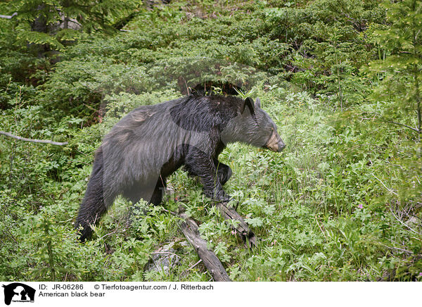 American black bear / JR-06286