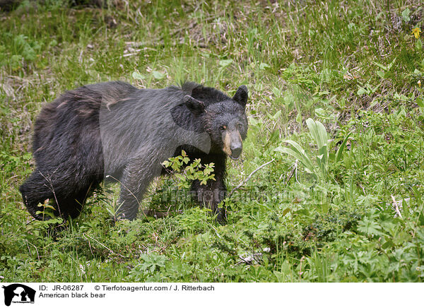 American black bear / JR-06287