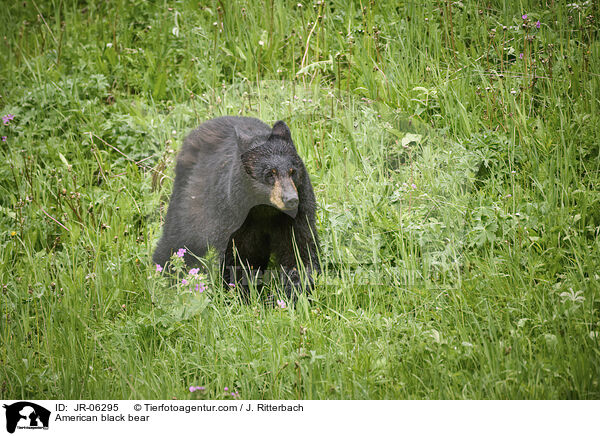 American black bear / JR-06295