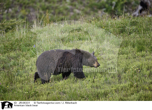 American black bear / JR-06331