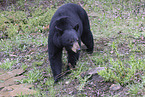 American black bear