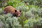 American black bear