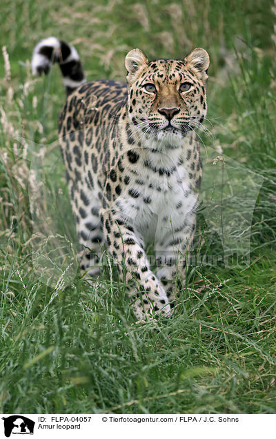 Amurleopard / Amur leopard / FLPA-04057