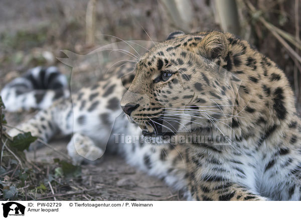 Amurleopard / Amur leopard / PW-02729