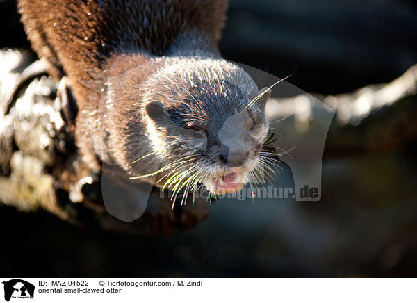 Zwergotter / oriental small-clawed otter / MAZ-04522