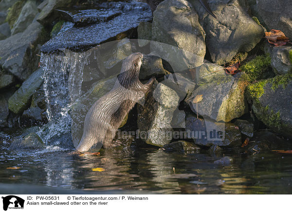 Asian small-clawed otter on the river / PW-05631