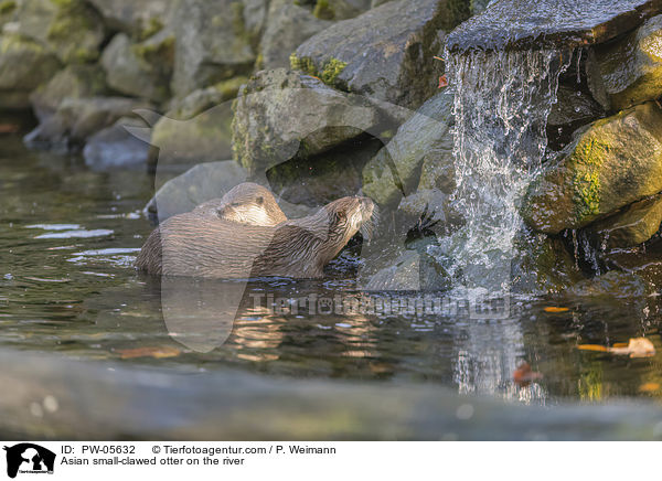 Asian small-clawed otter on the river / PW-05632