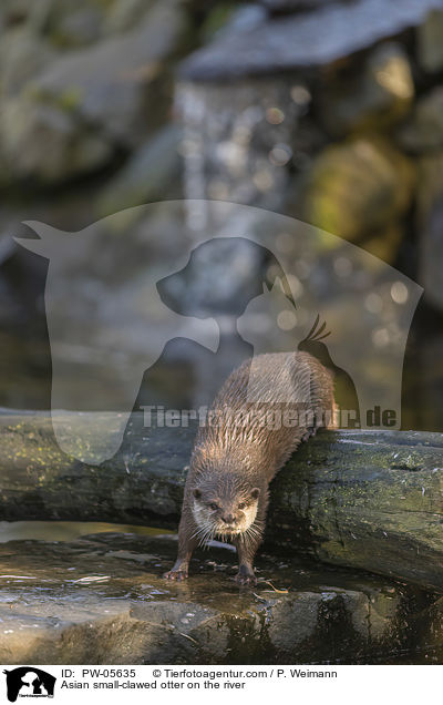 Asian small-clawed otter on the river / PW-05635