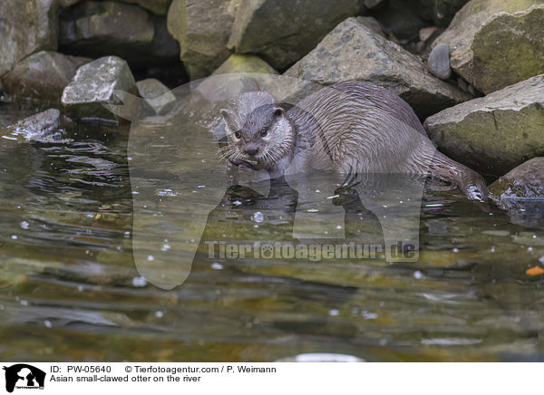 Asian small-clawed otter on the river / PW-05640