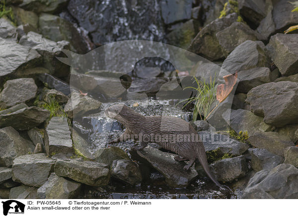 Asian small-clawed otter on the river / PW-05645