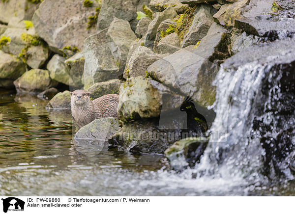 Asian small-clawed otter / PW-09860