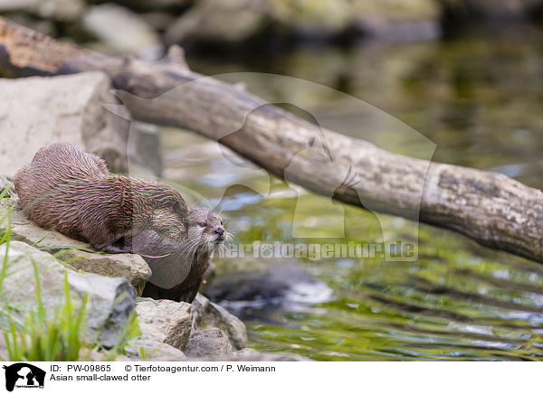 Asian small-clawed otter / PW-09865