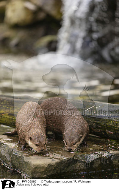 Zwergotter / Asian small-clawed otter / PW-09866