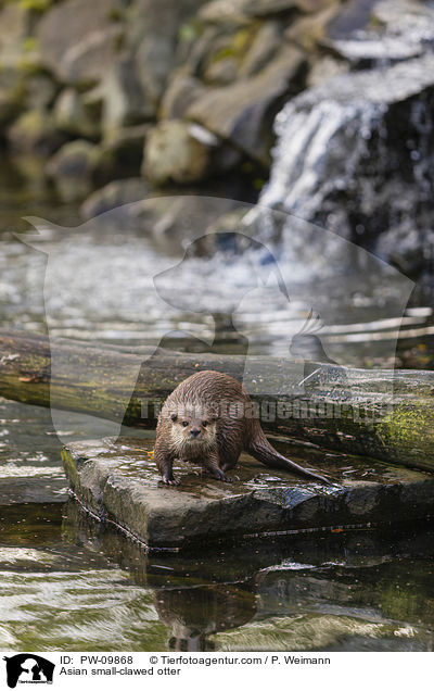 Zwergotter / Asian small-clawed otter / PW-09868
